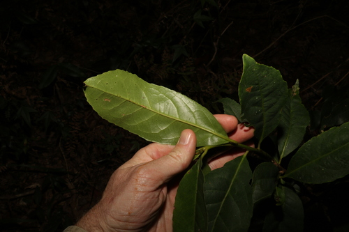 Image of Symplocos stawellii by (c) Greg Tasney, some rights reserved (CC BY-SA)