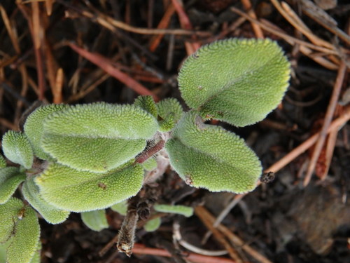 Image of Salvia willeana by (c) Daniel Cahen, some rights reserved (CC BY)
