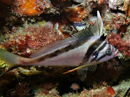 Magpie morwong (Cheilodactylus gibbosus) — Cheilodactylidae — 3