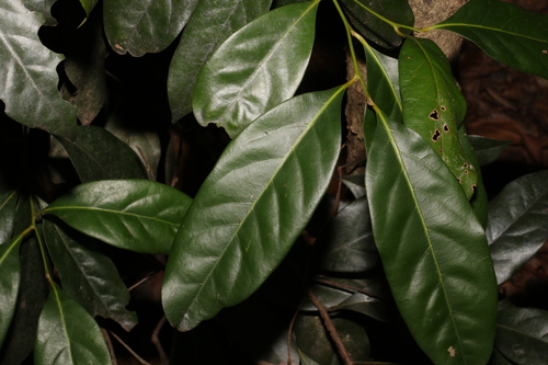 Image of Cryptocarya macdonaldii by (c) Greg Tasney, some rights reserved (CC BY-SA)