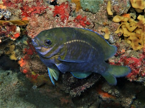 Common scalyfin (Parma victoriae) — Pomacentridae
