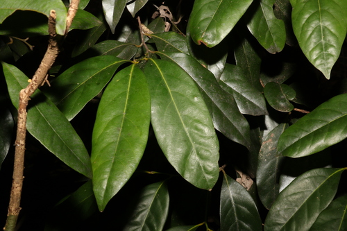 Image of Cryptocarya macdonaldii by (c) Greg Tasney, some rights reserved (CC BY-SA)