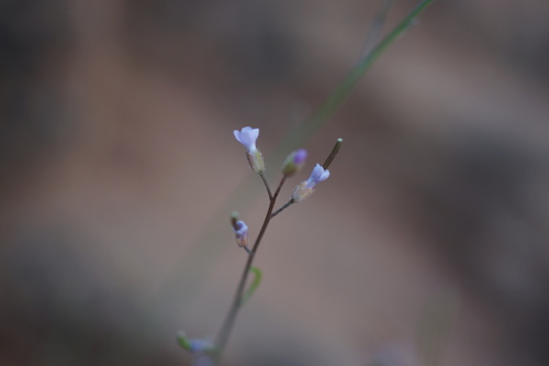 Thompson's Rockcress (Boechera thompsonii)