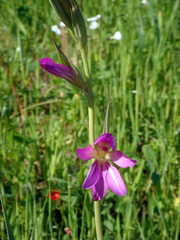 Gladiolus communis byzantinus