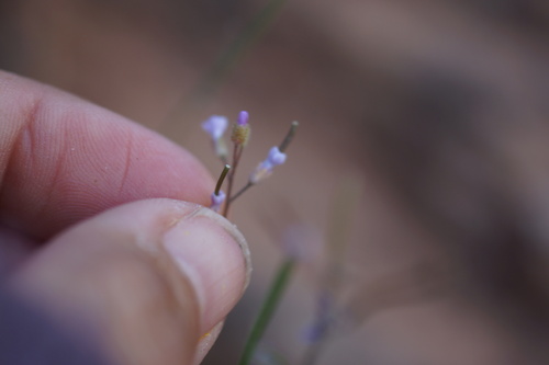 Image of Thompson's Rockcress (Boechera thompsonii) by (c) Lyrae, some rights reserved (CC BY)