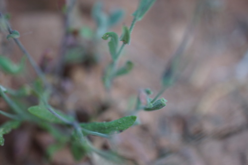 Image of Thompson's Rockcress by (c) Lyrae, some rights reserved (CC BY)