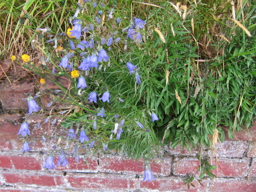 Ein weiteres Foto von harebell