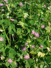 Trifolium resupinatum