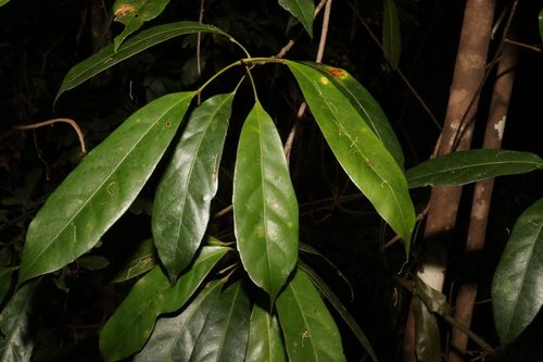 Image of Elaeocarpus eumundi by (c) Greg Tasney, some rights reserved (CC BY-SA)