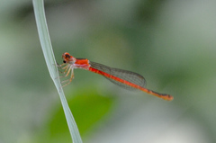 Agriocnemis femina