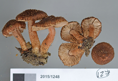 Inocybe umbrosa
