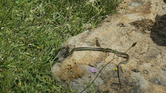 Thamnophis pulchrilatus