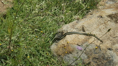 Thamnophis pulchrilatus