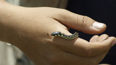 Thamnophis pulchrilatus