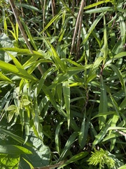 Spätblühende Goldrute (Solidago gigantea): Herkunft und Verwendung — Foto 2