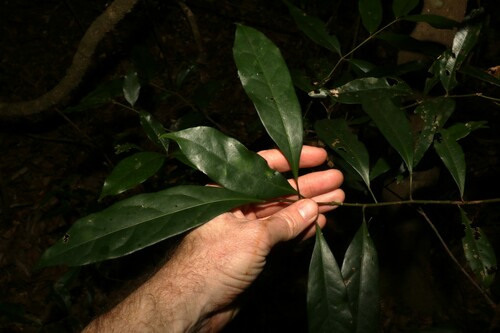 Image of Elaeocarpus eumundi by (c) Greg Tasney, some rights reserved (CC BY-SA)