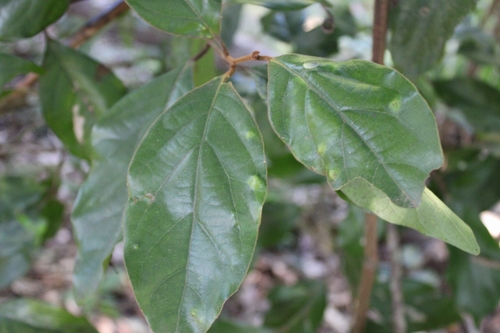 Endiandra pubens observed 2023-05-28