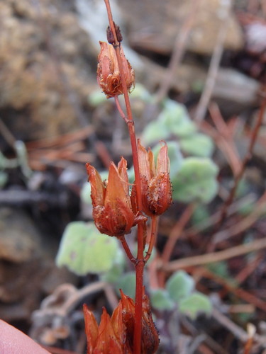 Hypericum confertum (Hypericum confertum)