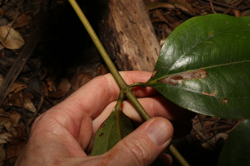 Image of Ripogonum album by (c) Greg Tasney, some rights reserved (CC BY-SA)