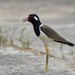 Black-necked Red-wattled Lapwing - Photo (c) Sam Hambly, some rights reserved (CC BY-NC), uploaded by Sam Hambly