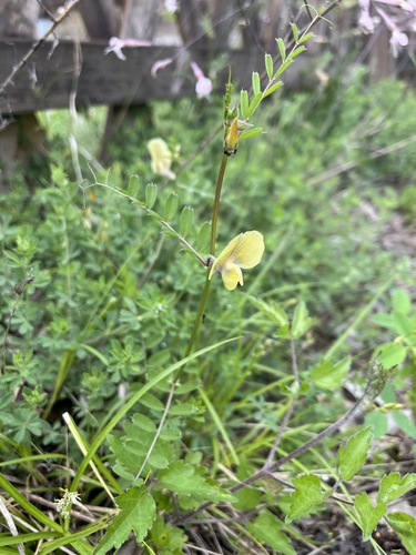 Vicia grandiflora iNat (3)