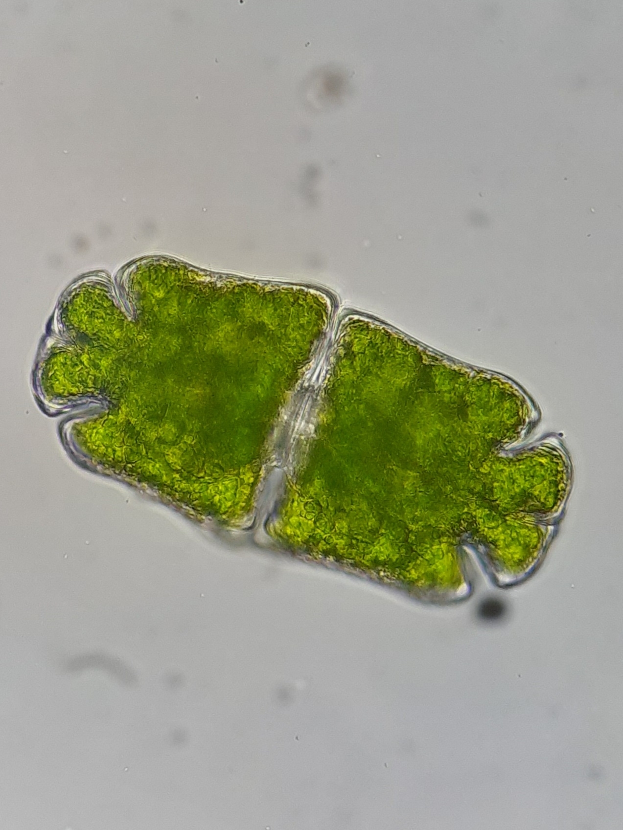 Euastrum crassum