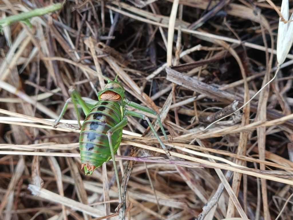Coruche Saddle Bush-cricket