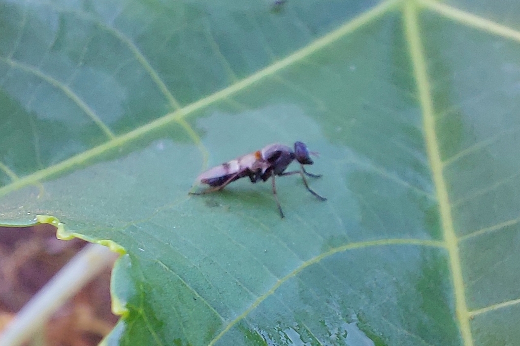 Cerocatus kroeberi