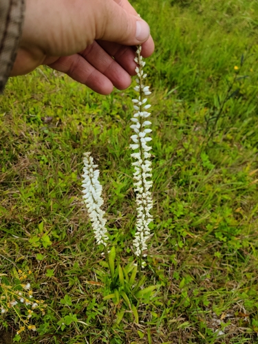 White colicroot (Aletris farinosa)