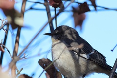 Mimus polyglottos polyglottos