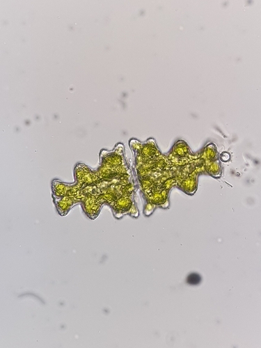 Euastrum pinnatum