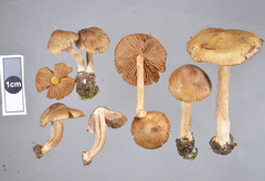 Inocybe viscata