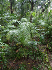 Calamus moti