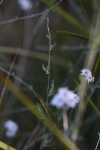 Image of Pithocarpa pulchella by (c) Hugo Innes, some rights reserved (CC BY)