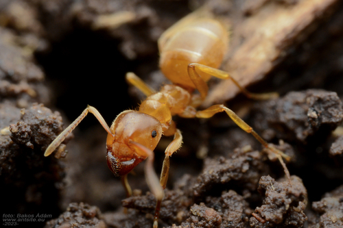 Lasius citrinusLasius citrinus