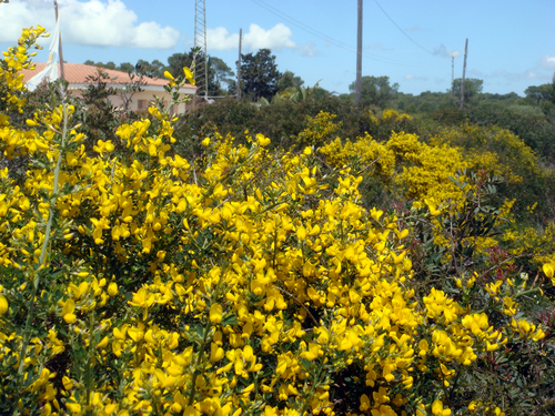 Spiny Broom