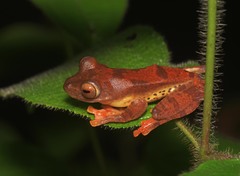 Rhacophorus pardalis