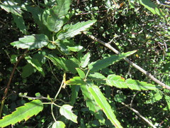 Rubus schmidelioides schmidelioides
