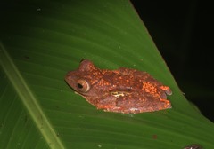 Rhacophorus pardalis