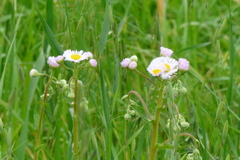 Erigeron philadelphicus