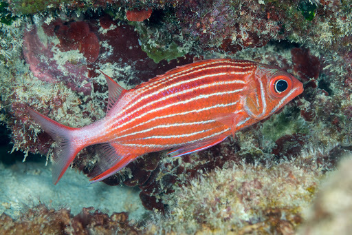 Crown Squirrelfish