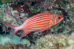 Sargocentron diadema