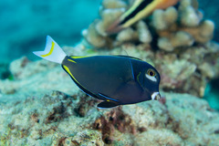 Acanthurus nigricans