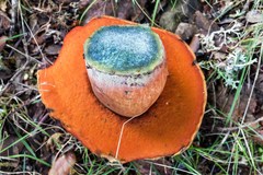 Rubroboletus satanas