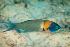 Saddle Wrasse photo 4