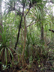 Pandanus cookii