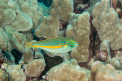 Stethojulis balteata