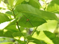 Aurotipula clara