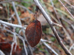 Cotoneaster racemiflorus