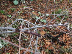 Cotoneaster racemiflorus